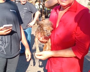 dog2.jpg