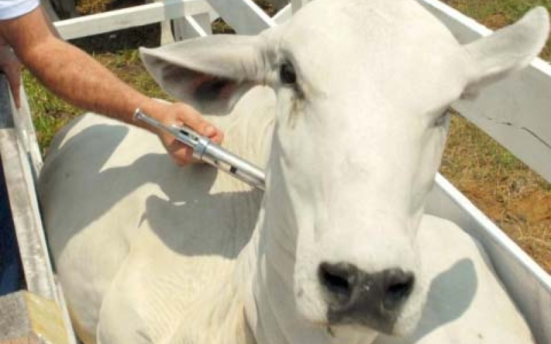 Vacinação contra febre aftosa segue até 31 de maio