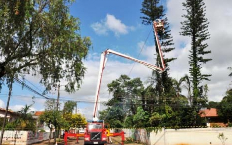 Corte de pinheiros garantiu segurança à comunidade