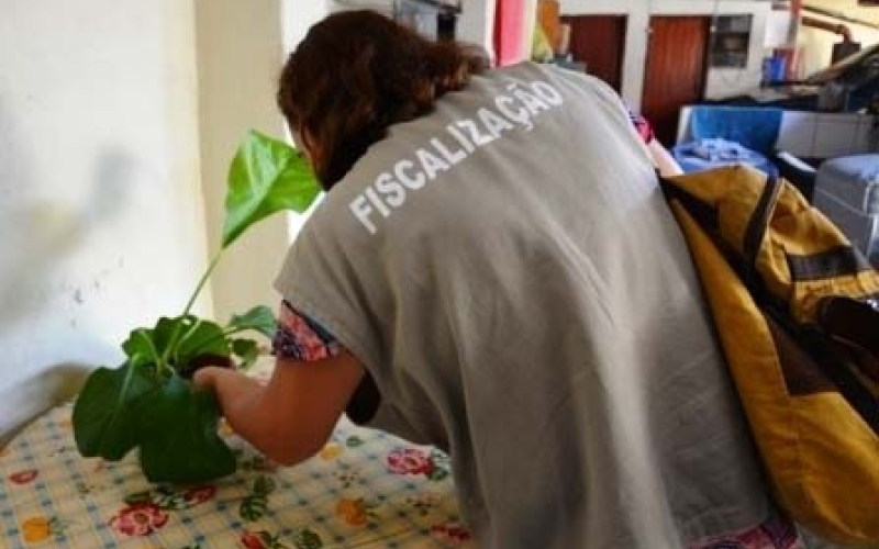 Aumenta índice de infestação do Aedes aegypti  em Ibiporã