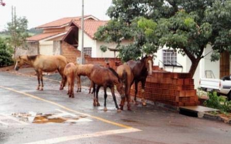 Cavalo solto é um perigo e dá multa