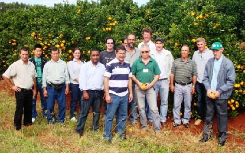 Produção de laranja para o consumo in natura