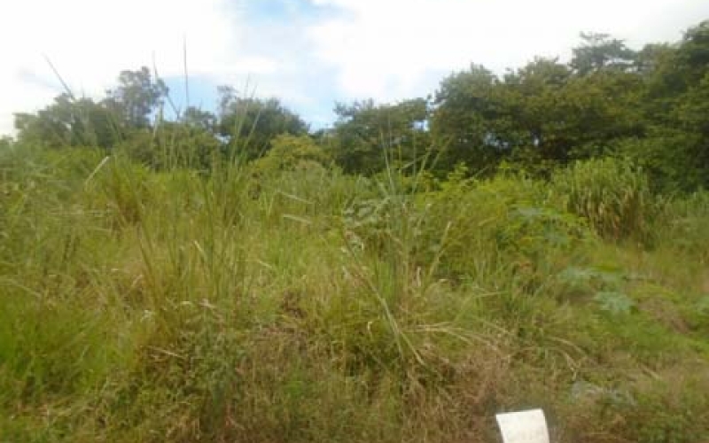 Prefeitura alerta proprietários a roçarem seus terrenos