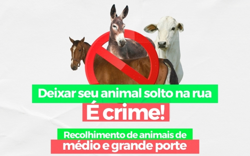 Ibiporã inicia trabalho de recolhimento de animais de médio e grande porte, por meio de empresa especializada