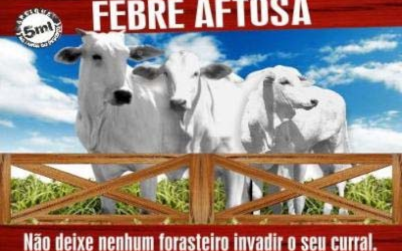 Secretaria de Agricultura convoca para vacinação do rebanho contra febre aftosa