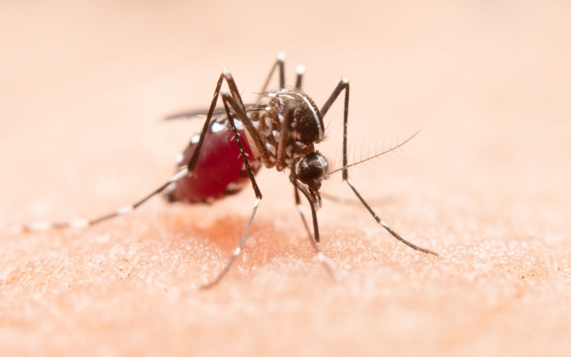 Prefeitura de Ibiporã realiza ação contra dengue neste sábado