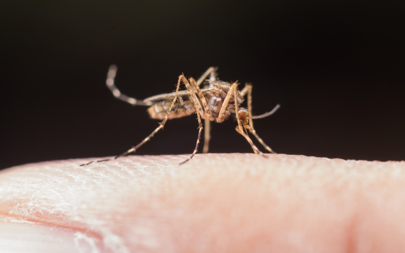 Secretaria de Saúde divulga boletim semanal da dengue