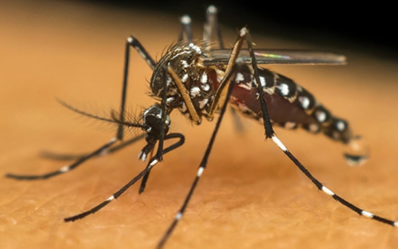 Boletim da dengue: Ibiporã não registra novos casos da doença em uma semana