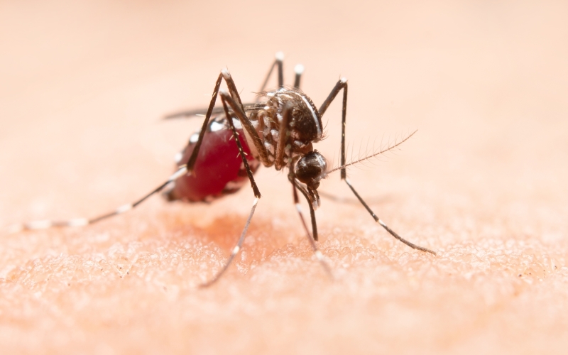 Boletim da dengue: Ibiporã confirma um caso da doença em 15 dias 