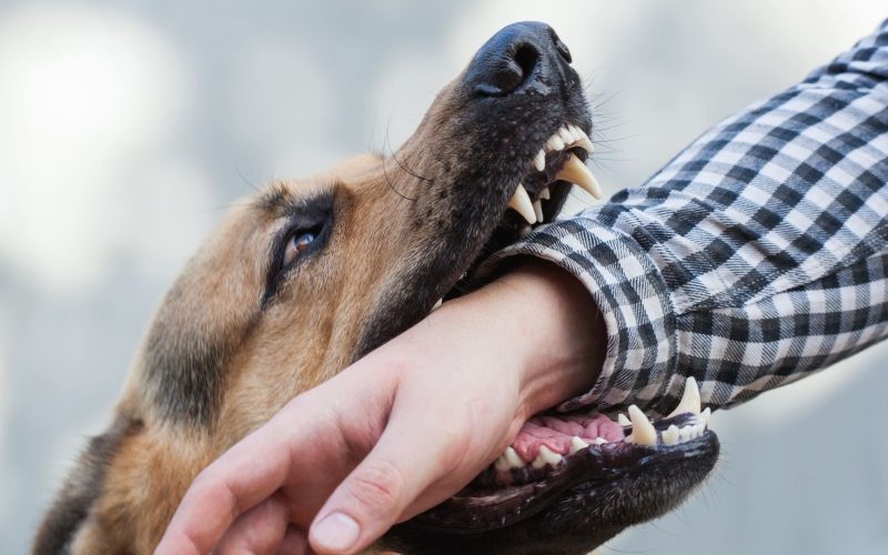 Mordeduras e arranhaduras: Saúde orienta sobre cuidados com cães e gatos