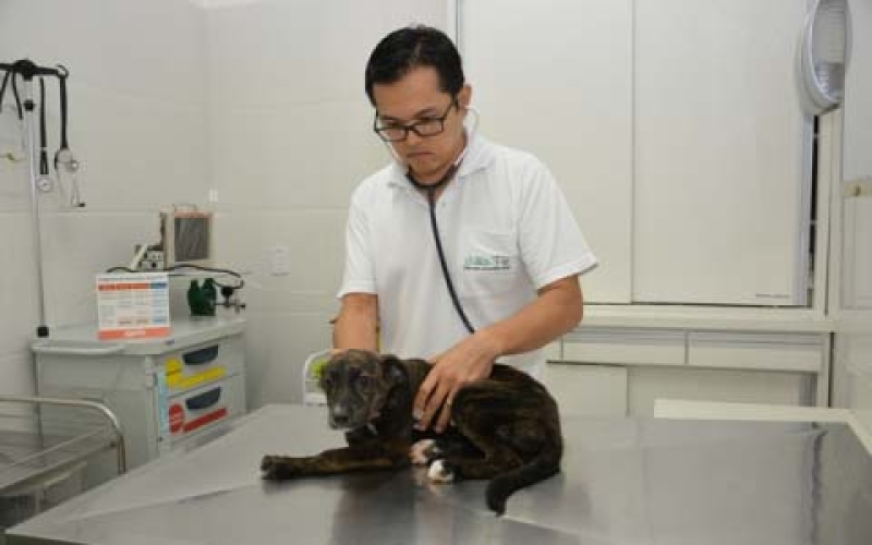 Ibiporã inicia castração de animais abandonados