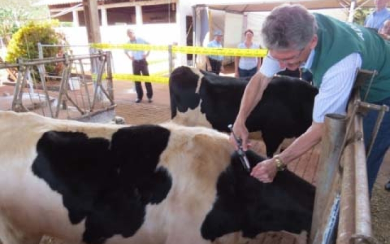 Começa segunda etapa da vacinação contra a febre aftosa