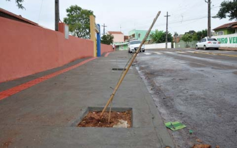 Vândalos quebram árvores plantadas em frente a CMEI