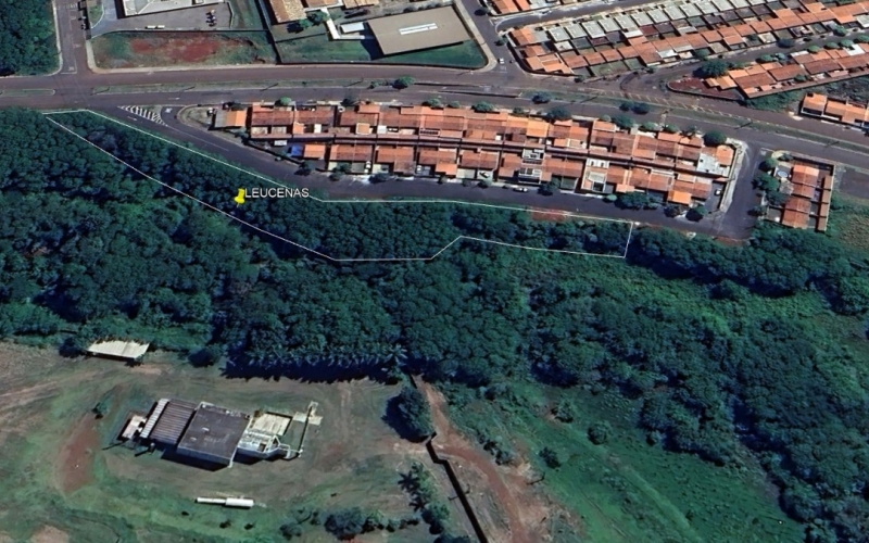  Meio Ambiente vai retirar árvores consideradas invasoras e perigosas no Conjunto Habitacional Miguel Petri