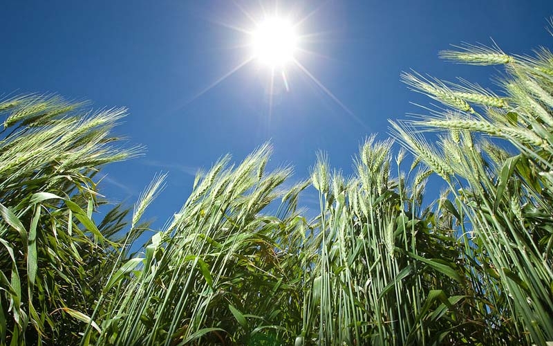 Prefeitura de Ibiporã e EMATER realizam Tarde de Campo nesta quarta-feira (28)