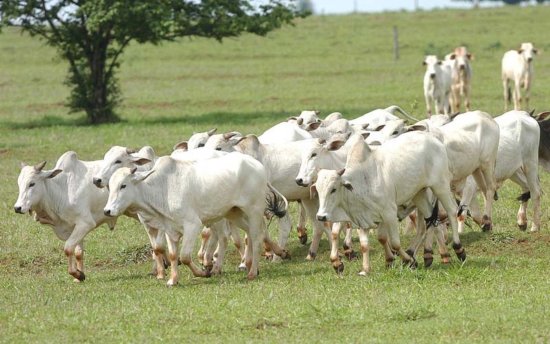 Produtor precisa atualizar cadastro de todos os animais