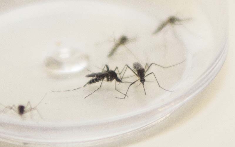 Prefeitura institui força-tarefa contra a dengue